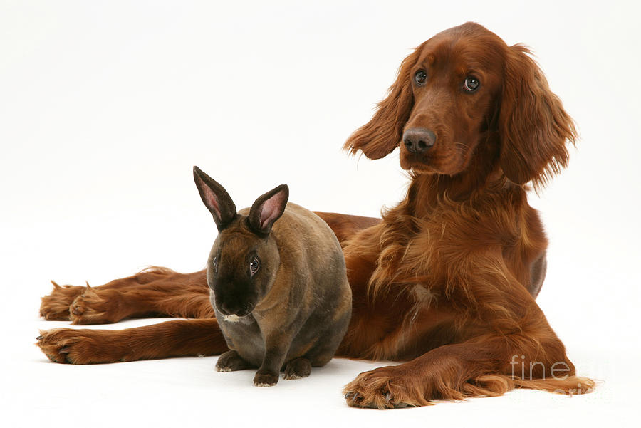 Dog And Rabbit #2 Photograph by Jane Burton