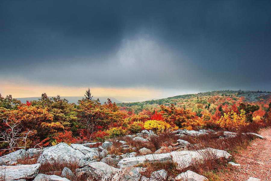 Dolly Sods Wilderness #3 Photograph by Mary Almond