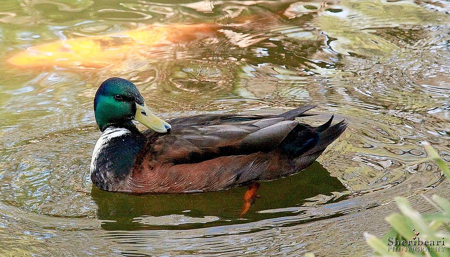 Domestic Mallard Photograph by Sheri Bartay