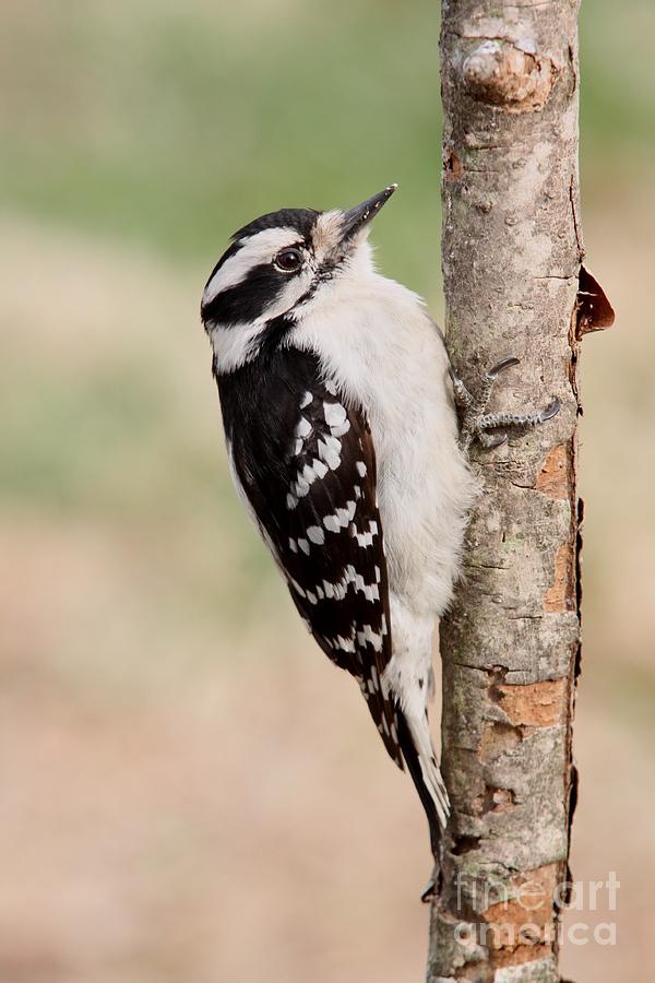 Downy Woodpecker #2 Photograph by Jack R Brock