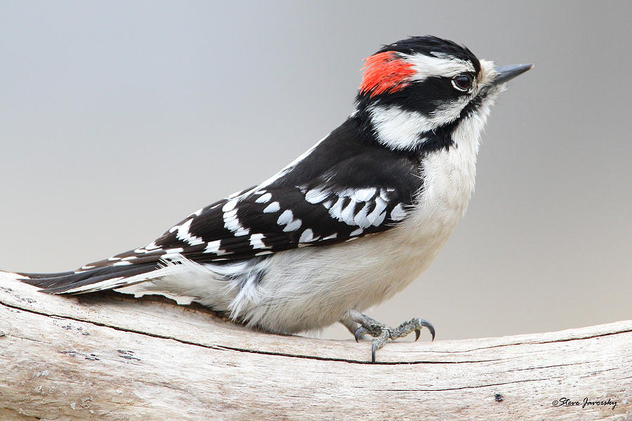 Downy Woodpecker #2 Photograph by Steve Javorsky