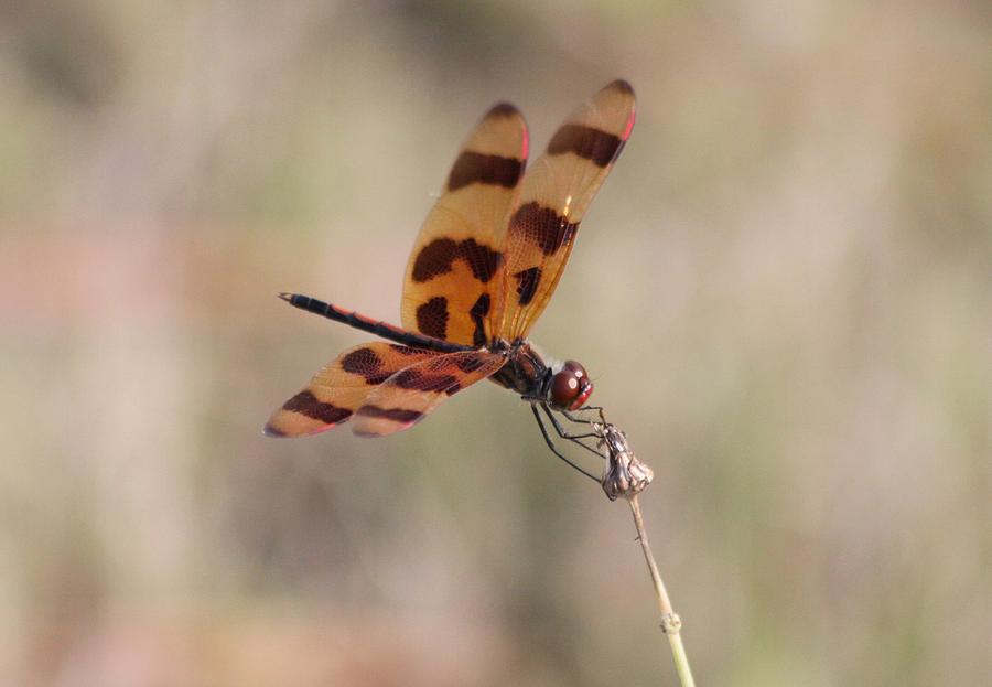 Dragon Fly #2 Photograph by Jeanne Andrews
