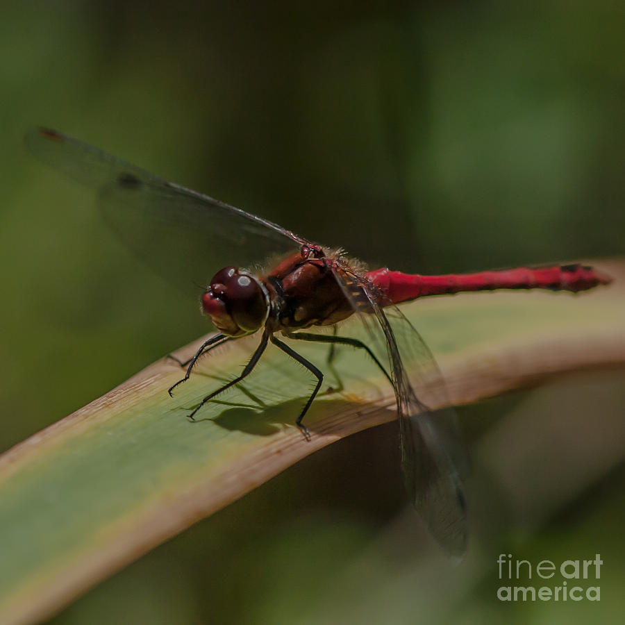 Dragon fly #2 Photograph by Jorgen Norgaard