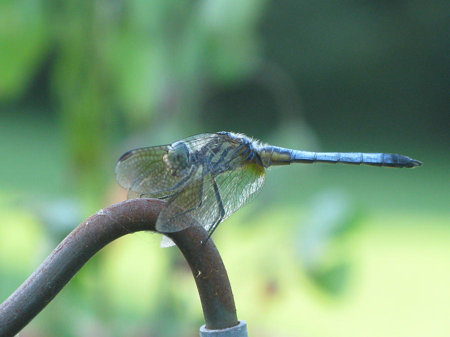 Insects Photograph - Dragonfly #2 by Barbara Ferreira