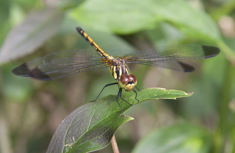 Dragonfly #3 Photograph by Masami Iida