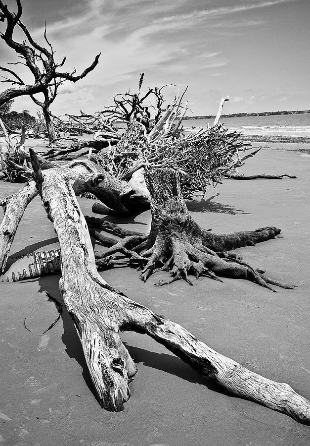 Landscape Photograph - Drift Wood Beach #2 by Michael Ray