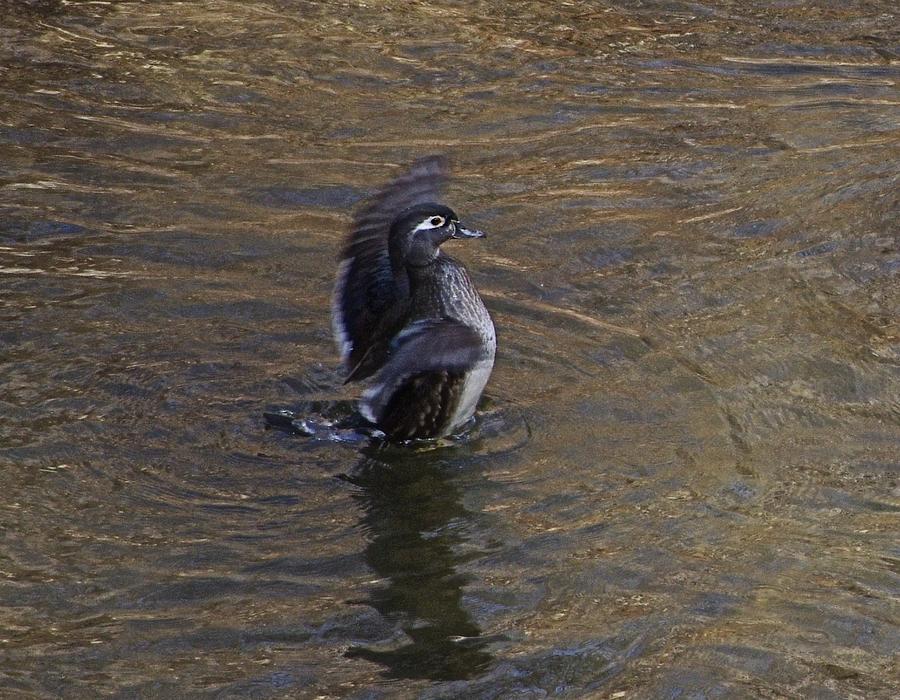 Duck #2 Photograph by Gerald Kloss