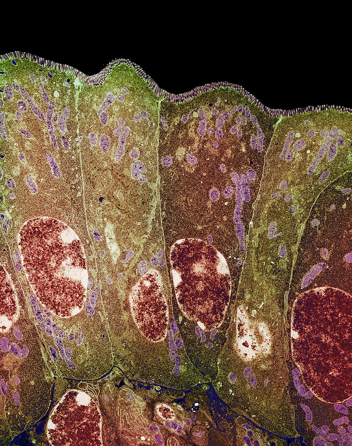 Microvilli Photograph - Duodenum Secretory Cells #2 by Steve Gschmeissner