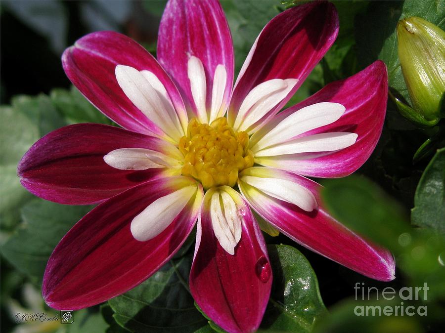 Dwarf Dahlia from the Collarette Dandy Mix #2 Photograph by J McCombie