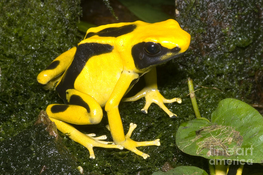 Dyeing Poison Frog #2 Photograph by Dante Fenolio