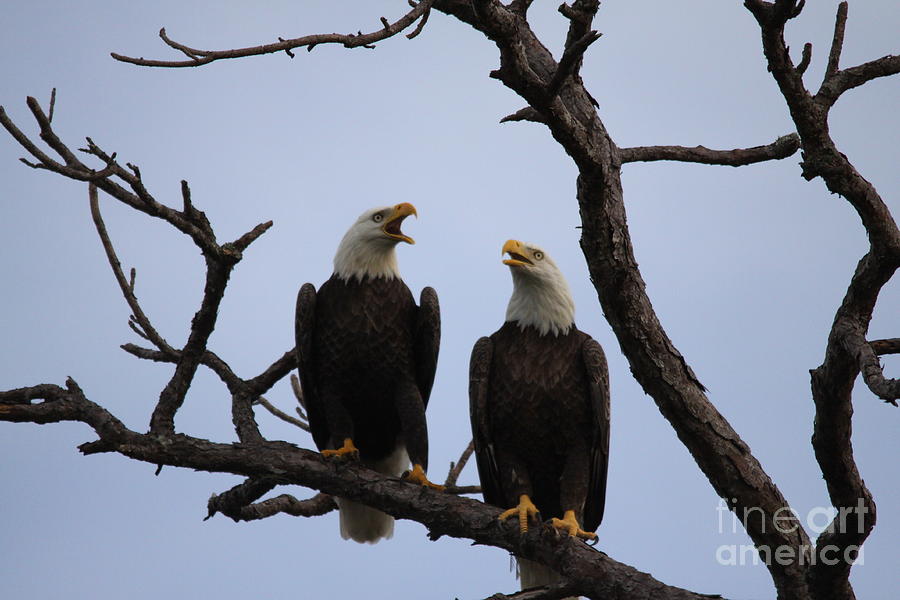 Eagles #2 Photograph by Jeanne Andrews