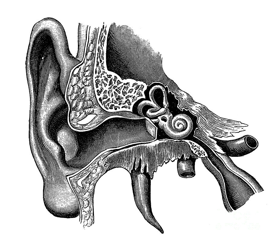 Ear Anatomy #2 Photograph by Science Source