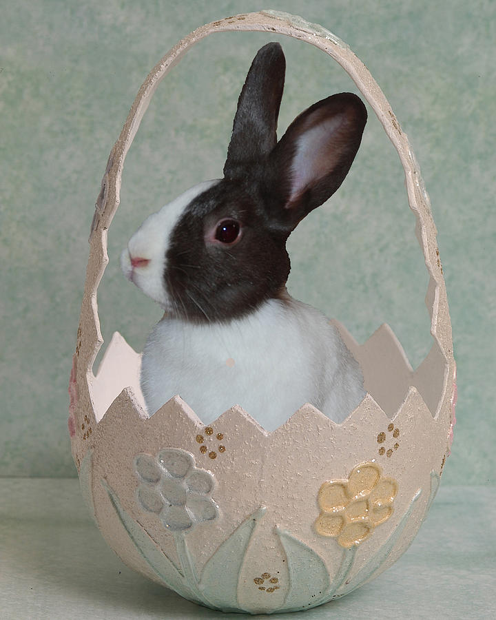 Easter Bunny #2 Photograph by Diane Bell