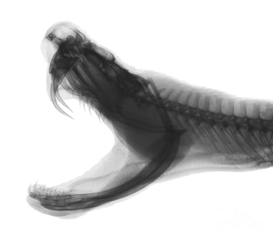 Eastern Diamondback Rattlesnake, X-ray #2 Photograph by Ted Kinsman