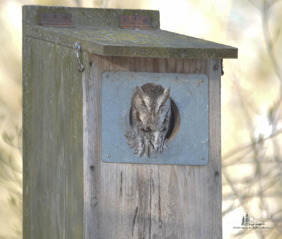 Eastern Screech-Owl #2 Photograph by Ronald Grogan