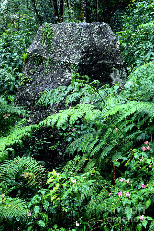 El Yunque National Forest #2 Photograph by Thomas R Fletcher