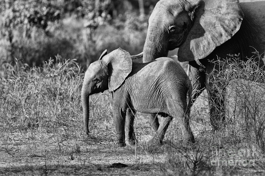 Elephant Portrait #2 Photograph by Gualtiero Boffi