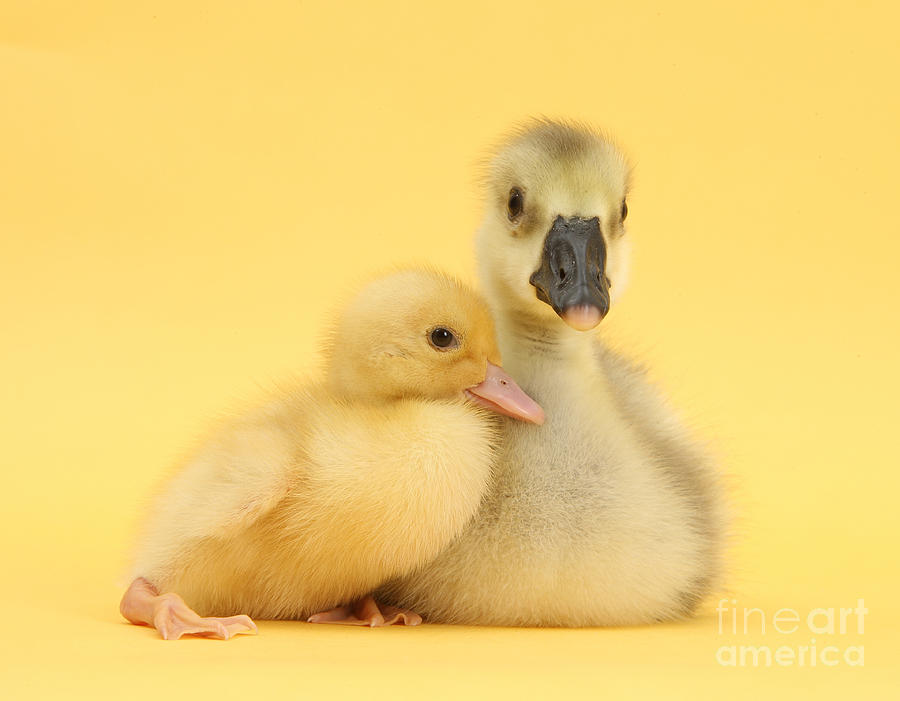Nature Photograph - Embden X Greylag Gosling And Call #2 by Mark Taylor