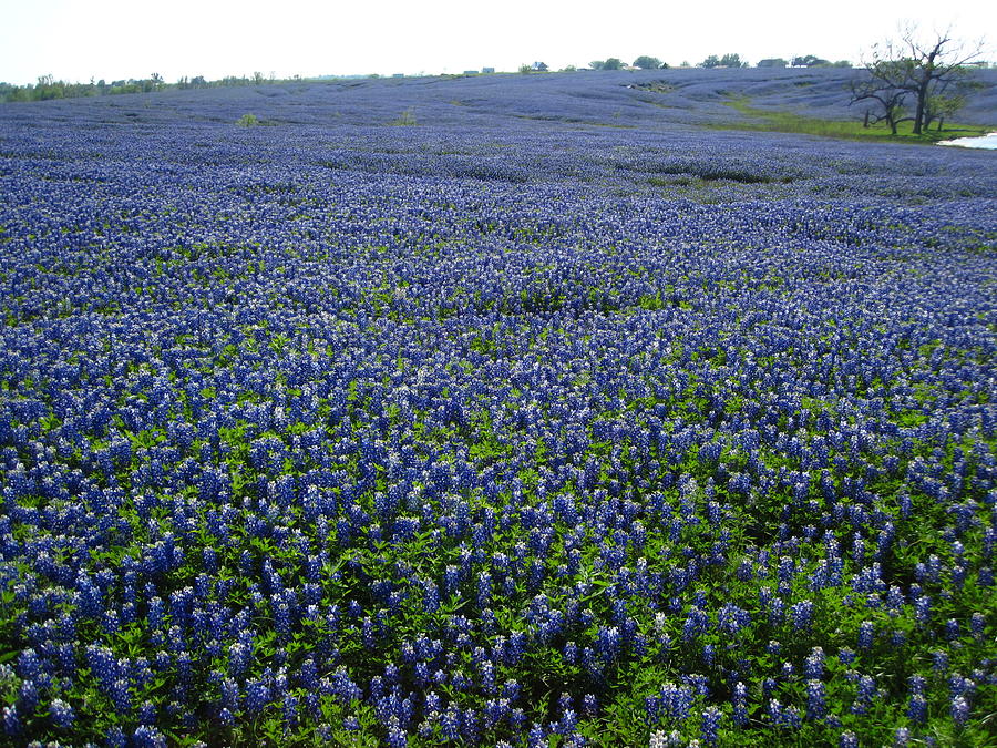 Ennis TX Bluebonnet Trails Photograph by Mike Witte