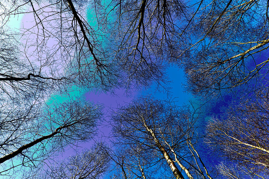 Epping forest Art Digital Art by David Pyatt Pixels