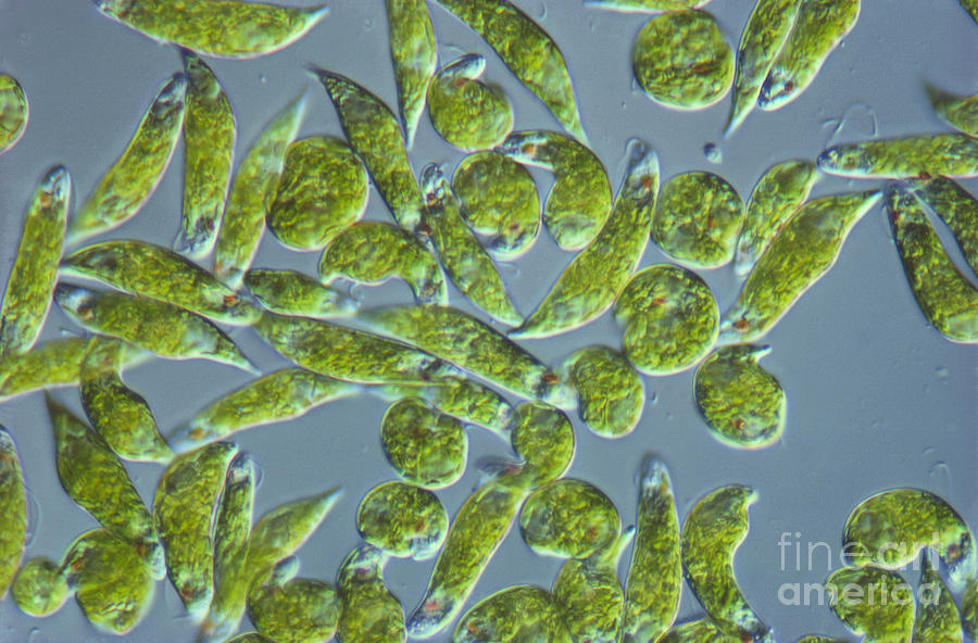 Euglena, Lm Photograph by M. I. Walker