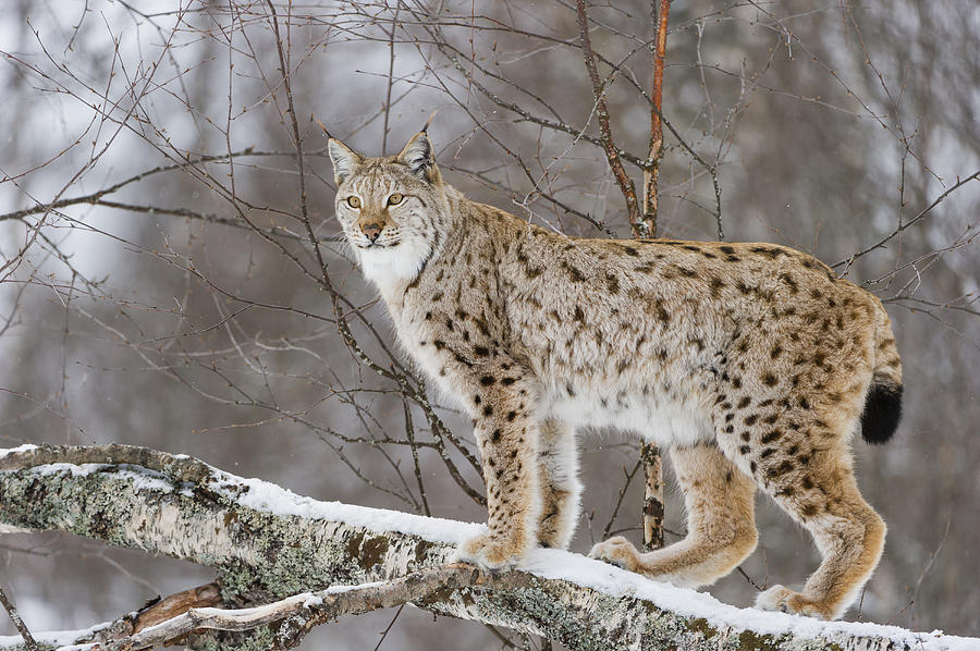 Eurasian Lynx In Winter, Norway Photograph by Roger Eritja