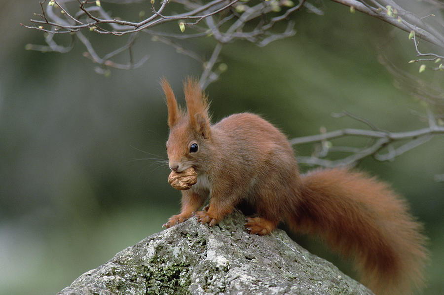 Eurasian Red Squirrel Sciurus Vulgaris #2 Photograph by Konrad Wothe