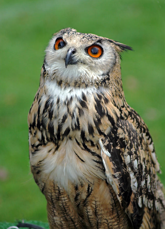 European Eagle Owl #6 Photograph by Tony Murtagh