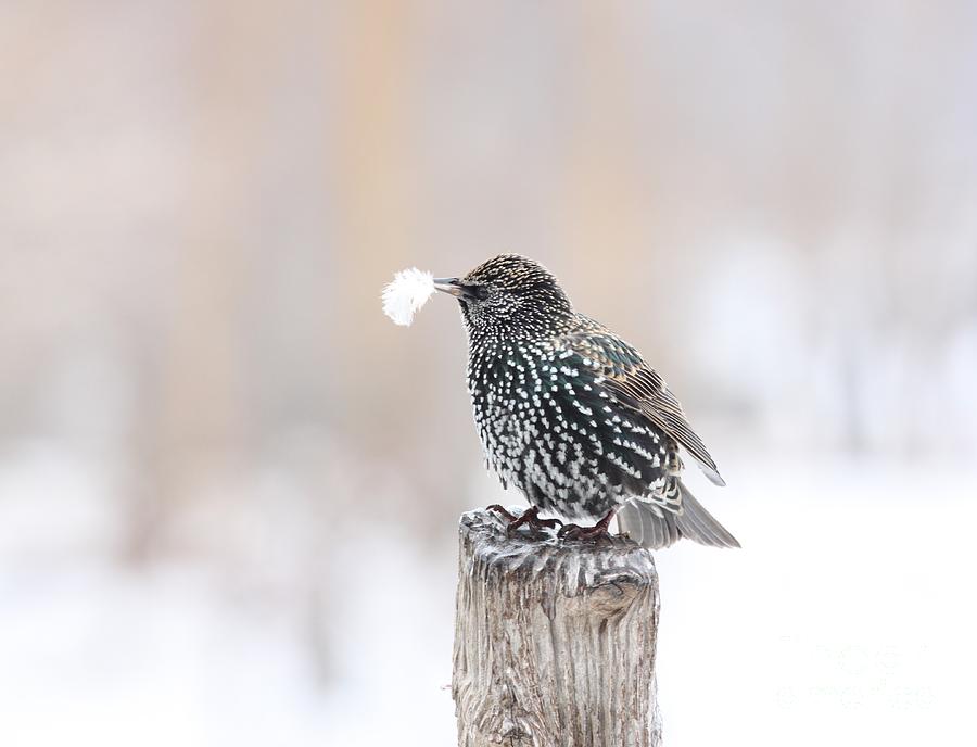 European Starling #2 Photograph by Jack R Brock