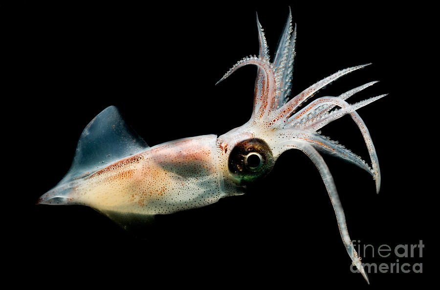 Eye Flash Squid Photograph by Dante Fenolio