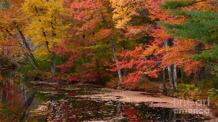 Tree Photograph - Fall in New Hampshire  #2 by Zoia Krastanova