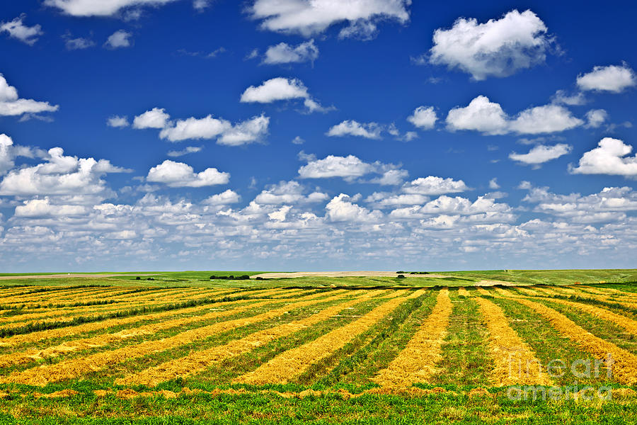 Farm field at harvest in Saskatchewan 2 Photograph by Elena Elisseeva