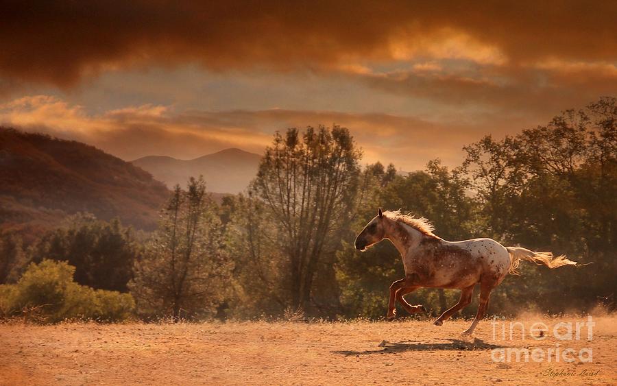 Appaloosa Running in Southwestern Sunset Photograph by Stephanie Laird