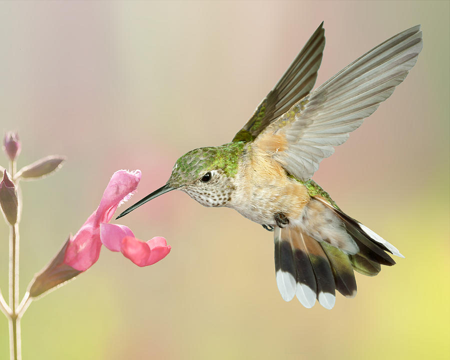 Hummingbird Photograph - Female Broadtail Hummingbird #2 by Gregory Scott