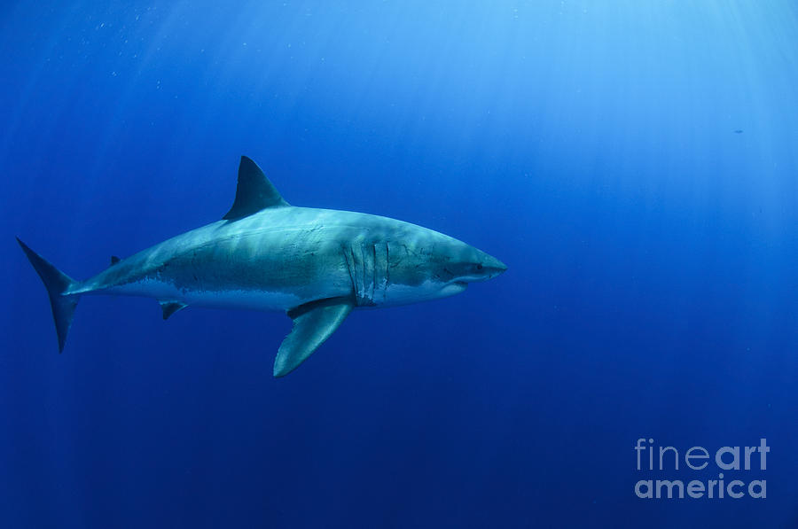 Female Great White Shark, Guadalupe #2 Photograph by Todd Winner