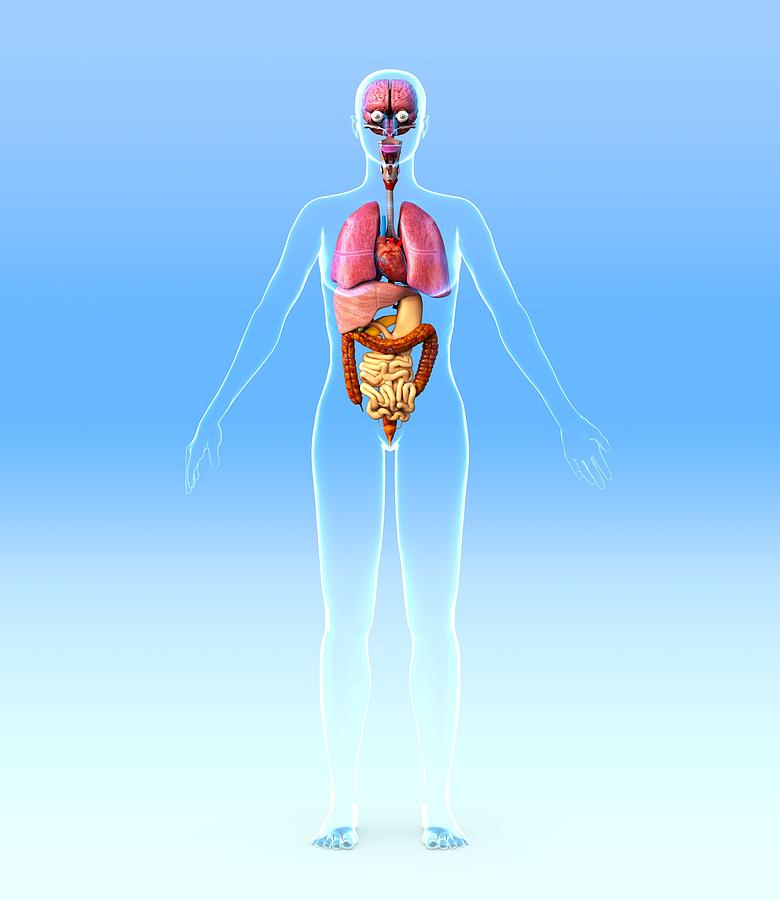 Female Internal Organs, Artwork Photograph by Roger Harris