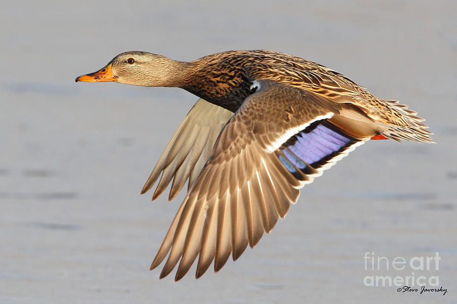 Female Mallard Duck In Flight Photograph by Steve Javorsky