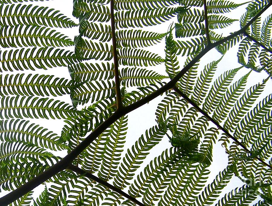 Ferns #2 Photograph by Sylvie Leandre