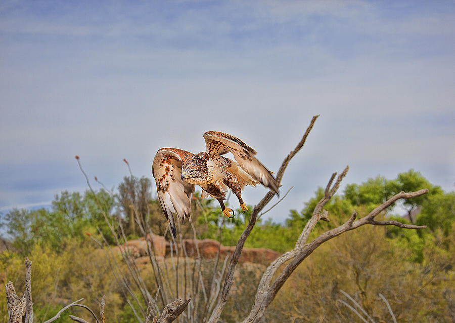 Ferriginous Hawk #2 Photograph by Dan Nelson