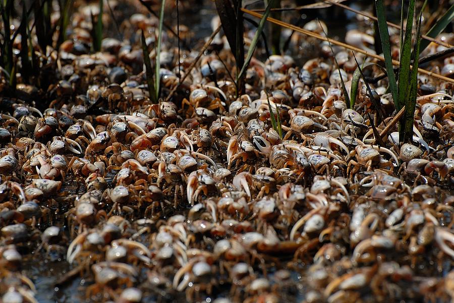 Fiddler crabs #2 Photograph by David Campione