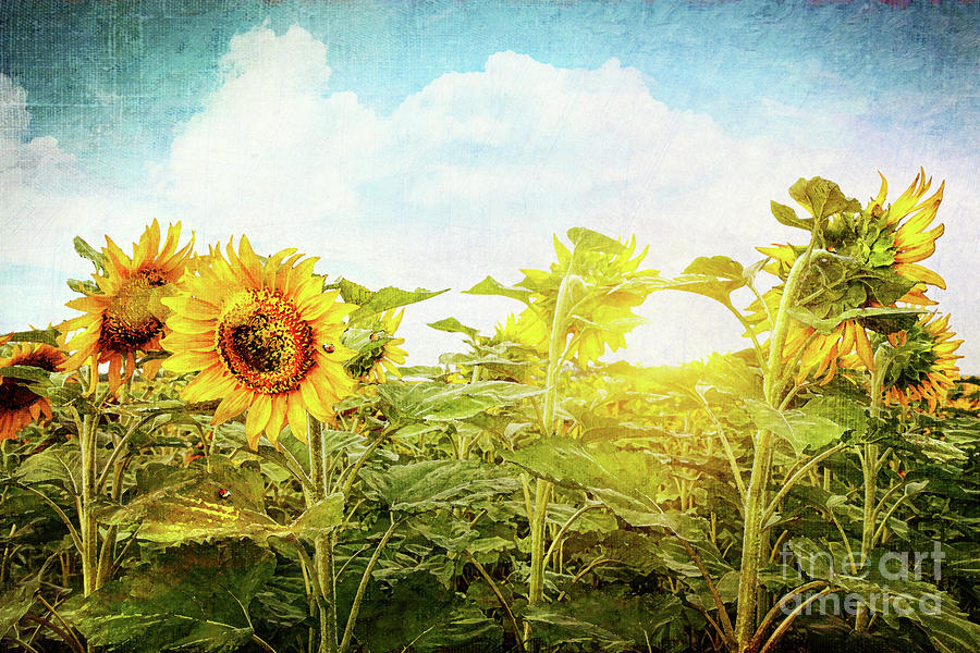 Field of colorful sunflowers and blue sky  #2 Photograph by Sandra Cunningham