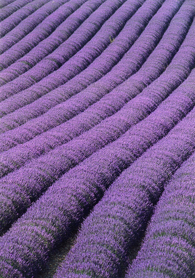 Flower Photograph - Field Of Lavender #2 by David Nunuk