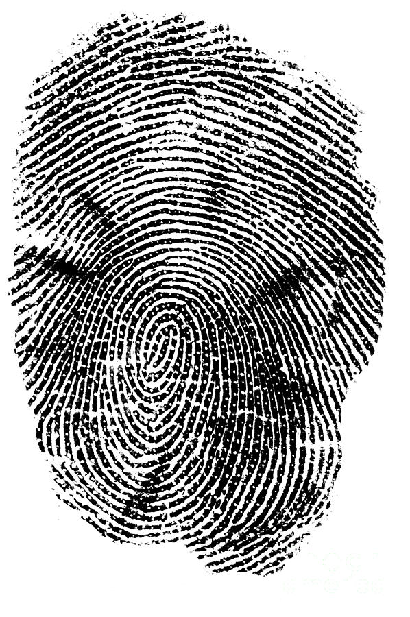 whorl fingerprint