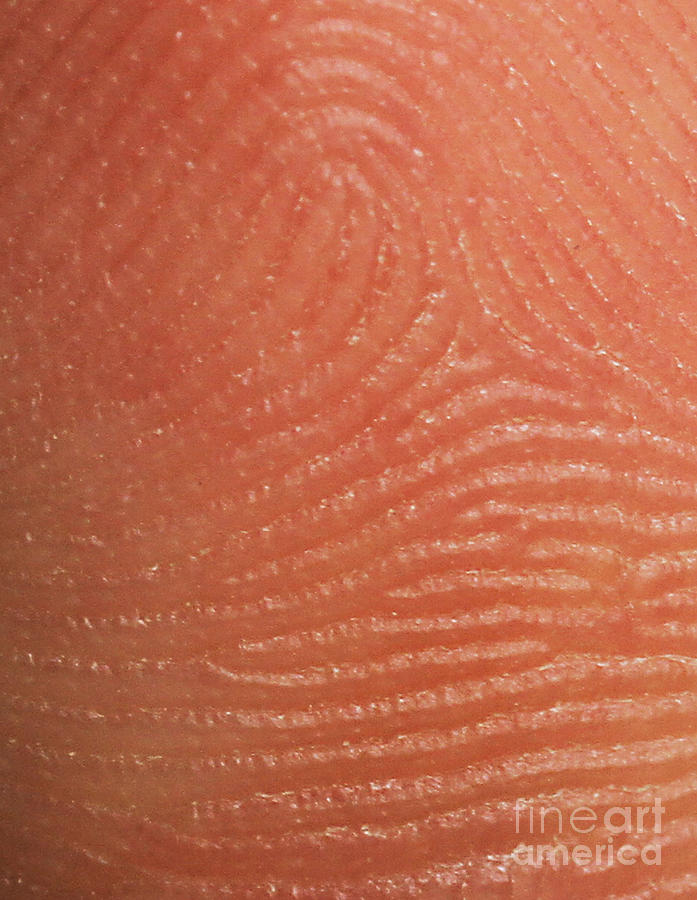 Fingerprint Ridges #2 Photograph by Photo Researchers, Inc.