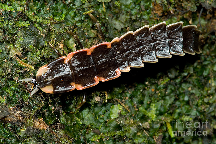 Firefly Larva #2 Photograph by Dant Fenolio