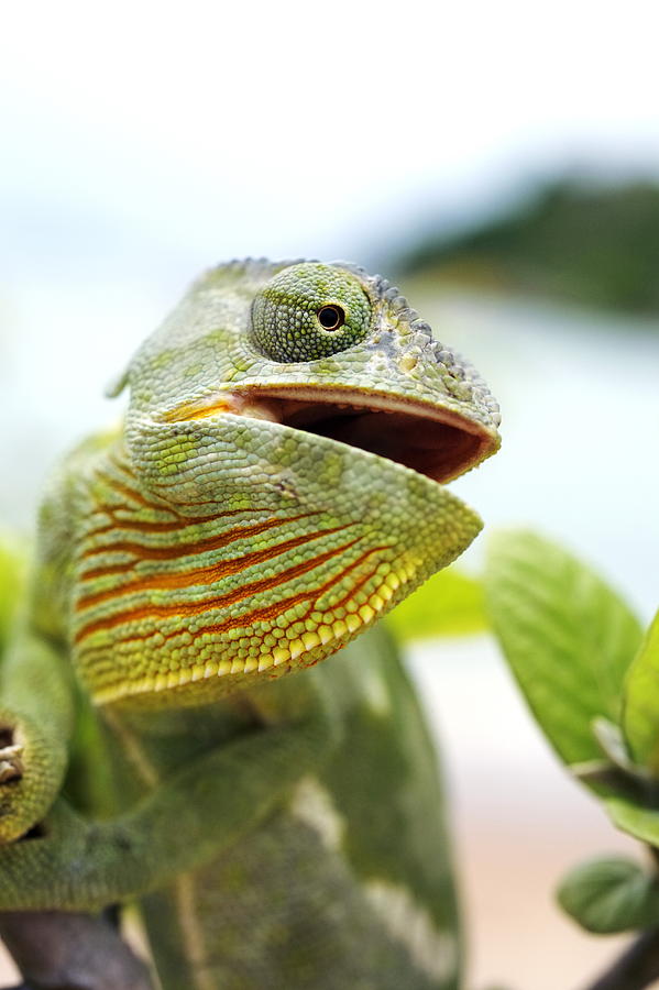 Wildlife Photograph - Flap-necked Chameleon #2 by Georgette Douwma