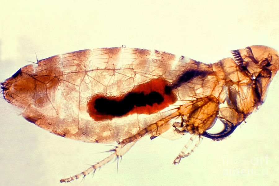 Flea Infected With Plague #2 Photograph by Science Source