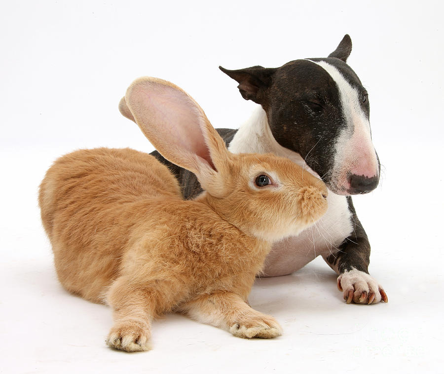 Flemish Giant Rabbit And Miniature Bull #2 Photograph by Mark Taylor