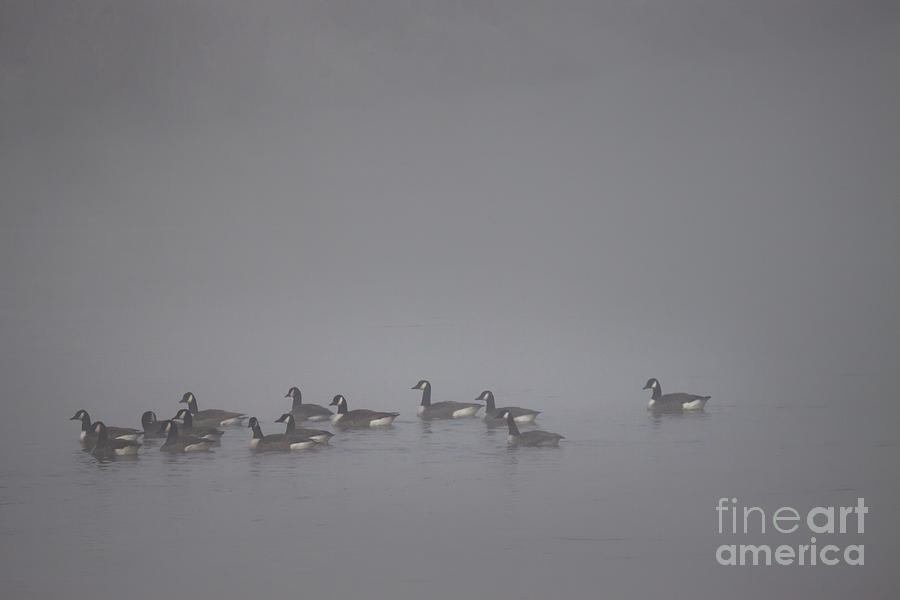 Geese Photograph - Floating In The Fog #2 by Ang El