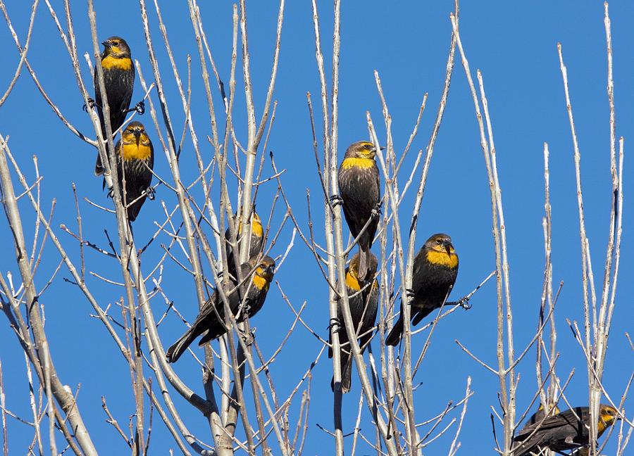 flocks of blackbirds flocks of blackbirds